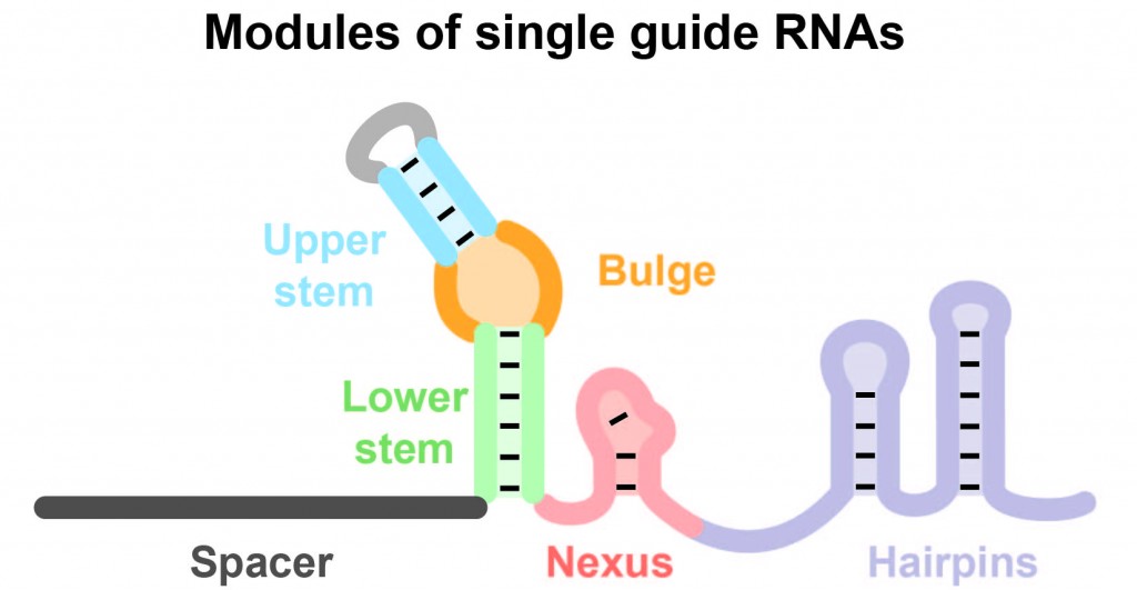 CRISPR crosstalk_2014.10.05_Graphical abstract